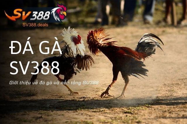 Đá gà SV388 đứng đầu sân chơi cho Bet thủ 2026 Giới thiệu về đá gà và nền tảng SV388