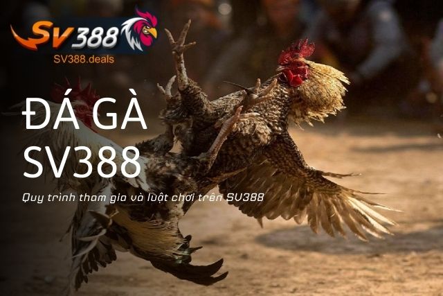 Đá gà SV388 đứng đầu sân chơi cho Bet thủ 2026 Quy trình tham gia và luật chơi trên SV388