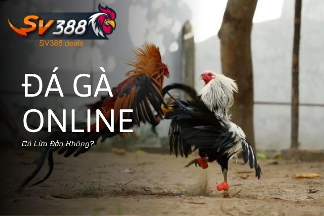 Đá Gà Online Có Lừa Đảo Không? Cách Nhận Biết Tránh Rủi Ro Đá Gà Online Có Lừa Đảo Không? Cách Nhận Biết Và Tránh Rủi Ro