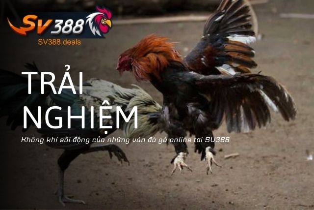 Đá Gà Online Có Lừa Đảo Không? Cách Nhận Biết Tránh Rủi Ro Trải nghiệm không khí sôi động của những ván đá gà online tại SV388