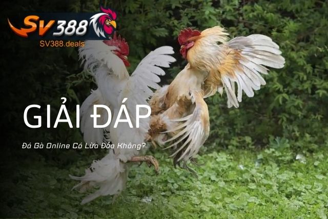 Đá Gà Online Có Lừa Đảo Không? Cách Nhận Biết Tránh Rủi Ro Giải đáp Đá Gà Online Có Lừa Đảo Không?